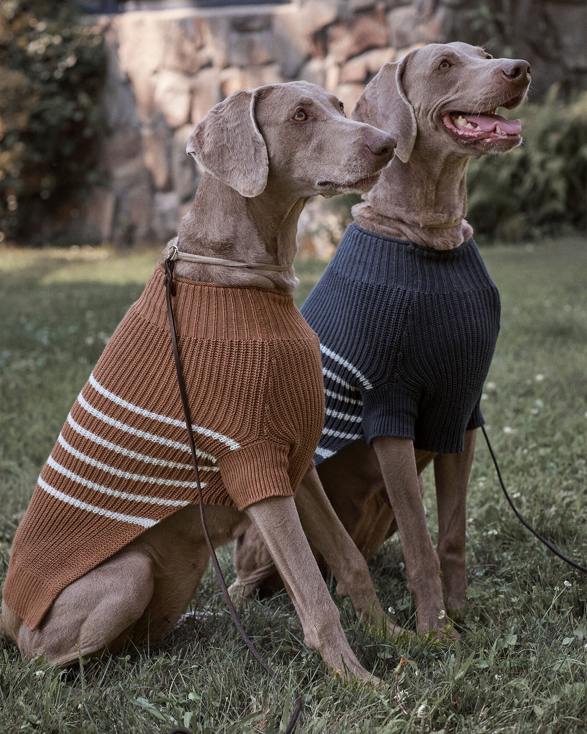 Talbots ORGANIC COTTON STRIPED DOG SWEATER